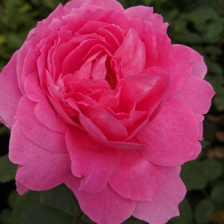 True Bloom® True Inspiration Potted Rose Bush