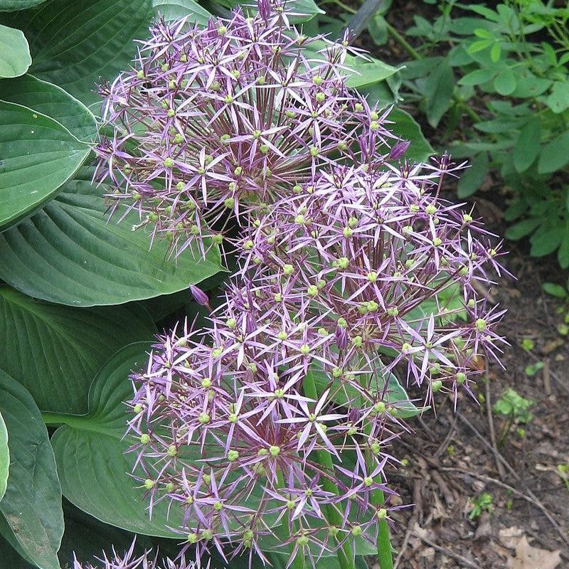 Allium Star of Persia Potted Ornamental Onion Plant