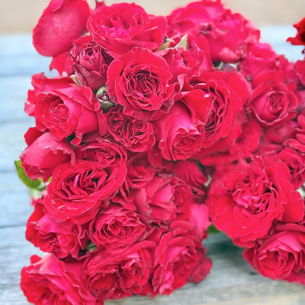 Lady In Red™ Bare Root Climbing Rose