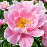 Peonies