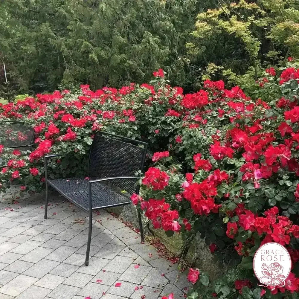 Liberty Bare Root Rose Bush