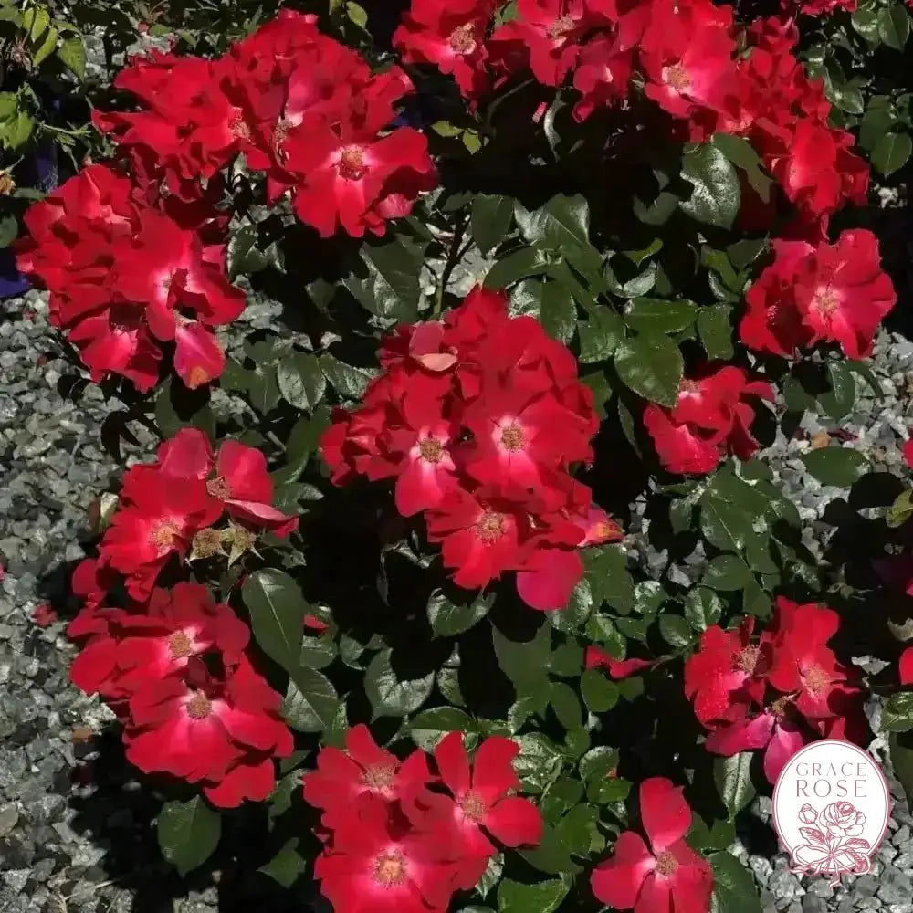 Liberty Bare Root Rose Bush