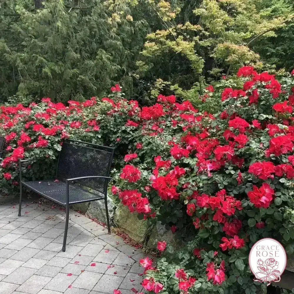 Liberty Bare Root Rose Bush