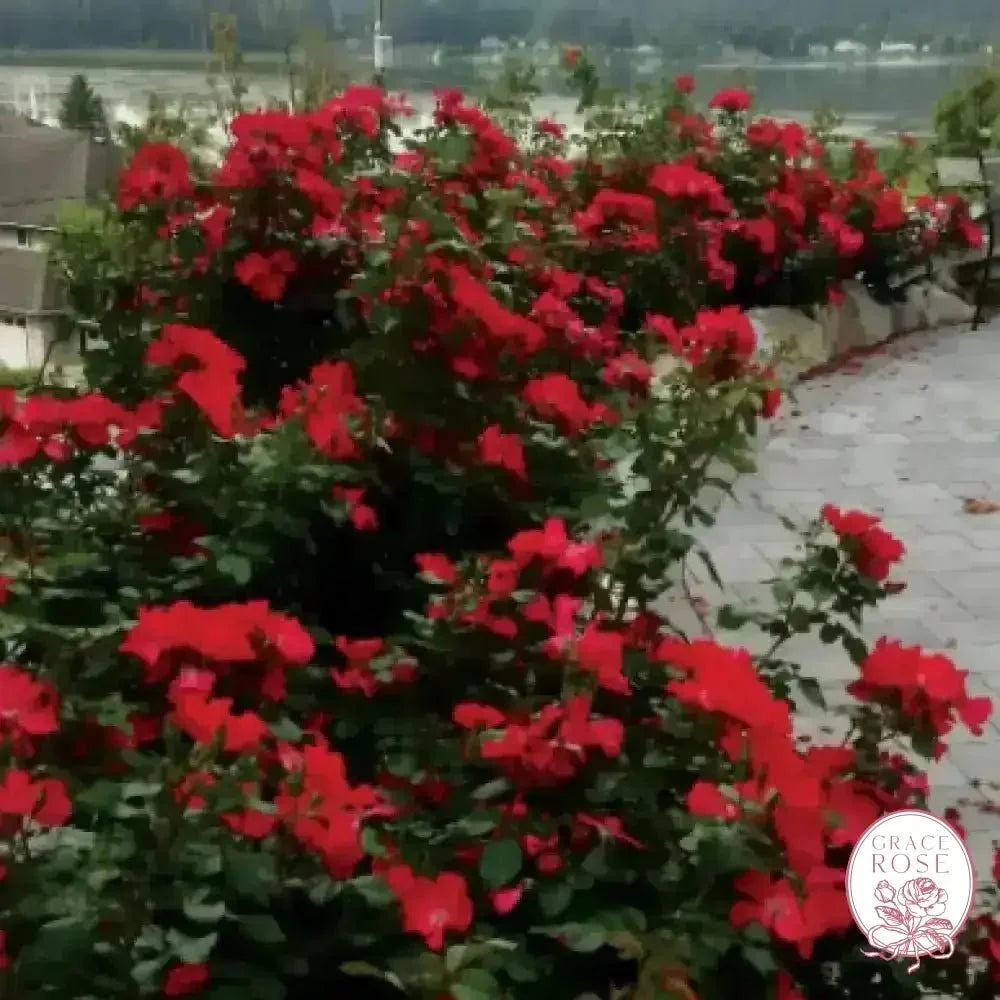 Liberty Bare Root Rose Bush