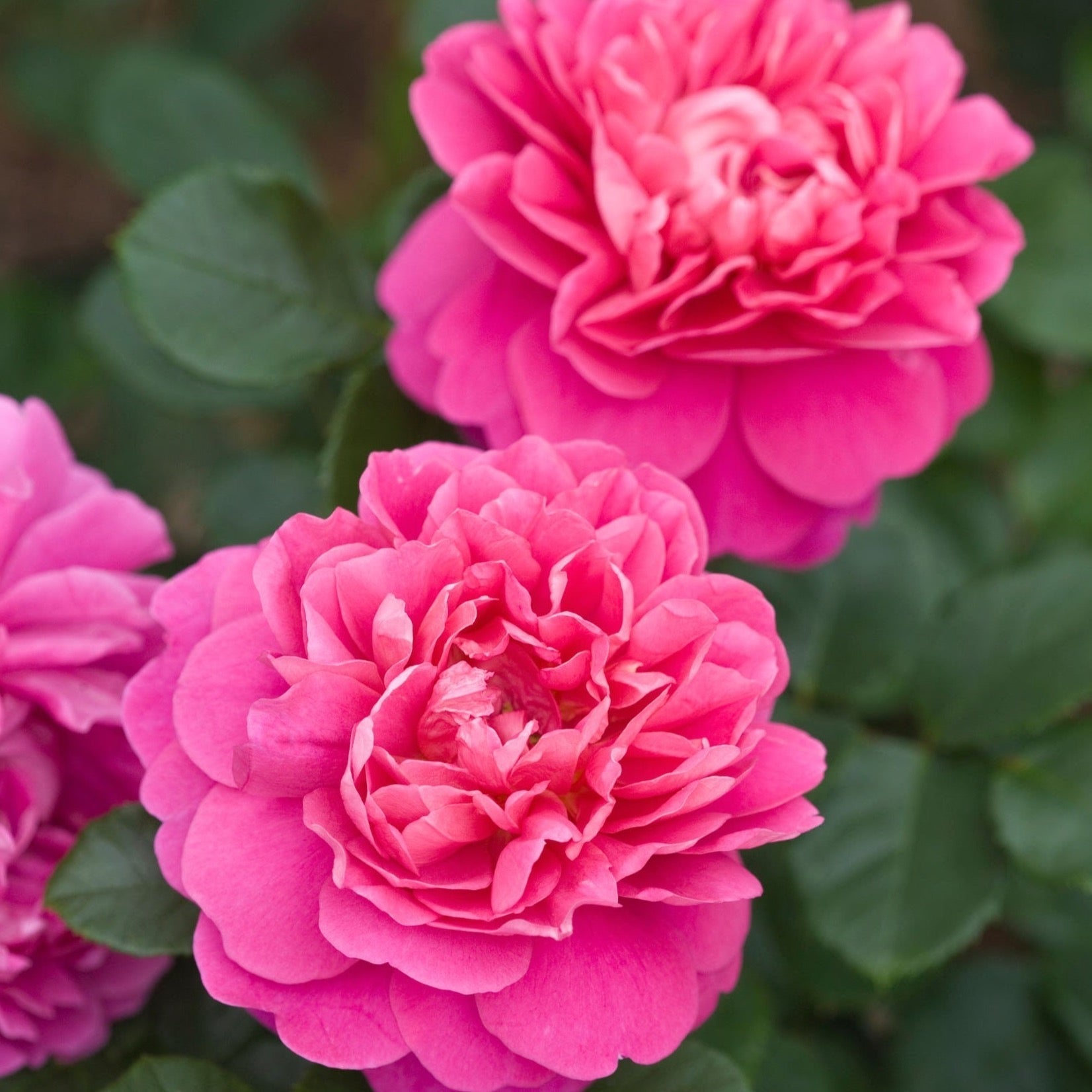 David Austin® Princess Anne® Potted Tree Rose