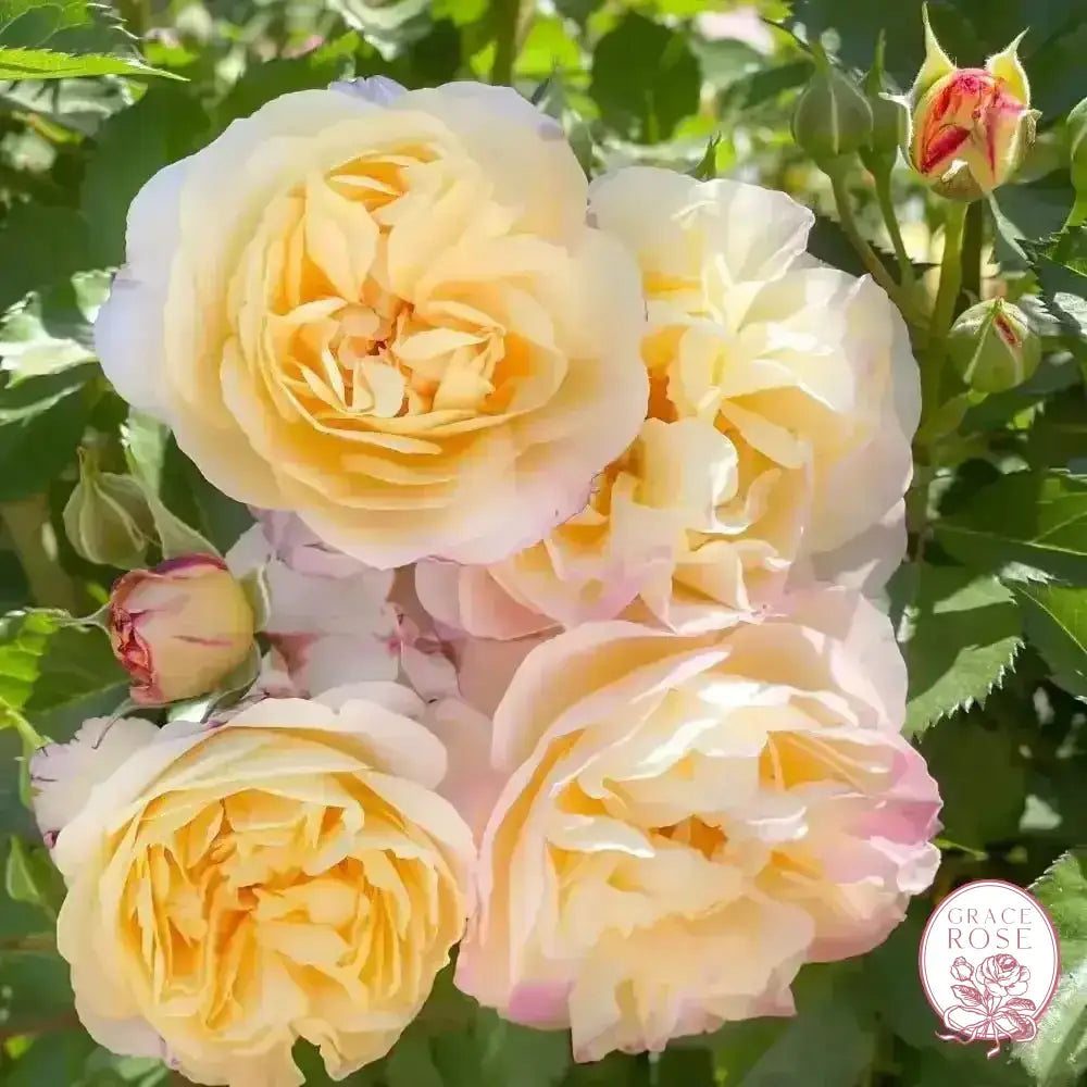 Life of the Party™ Potted Tree Rose