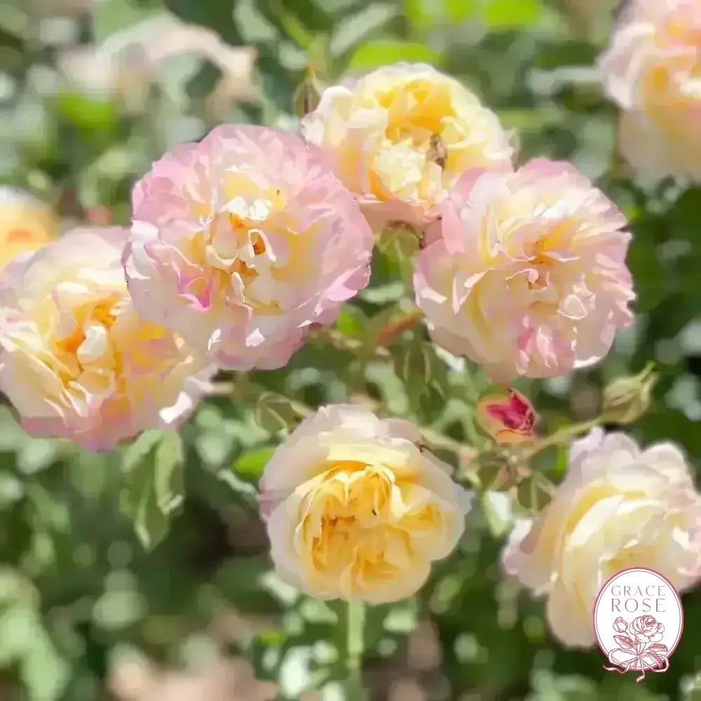 Life of the Party™ Potted Tree Rose