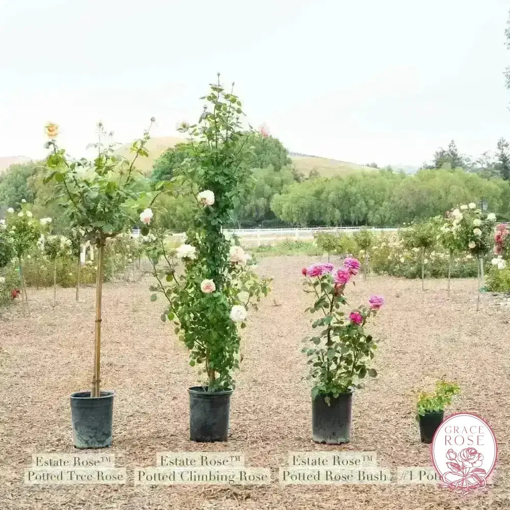 Life of the Party™ Potted Tree Rose