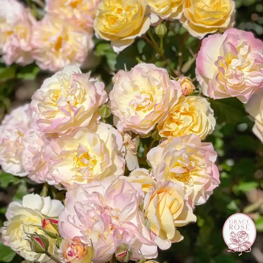 Life of the Party™ Potted Tree Rose