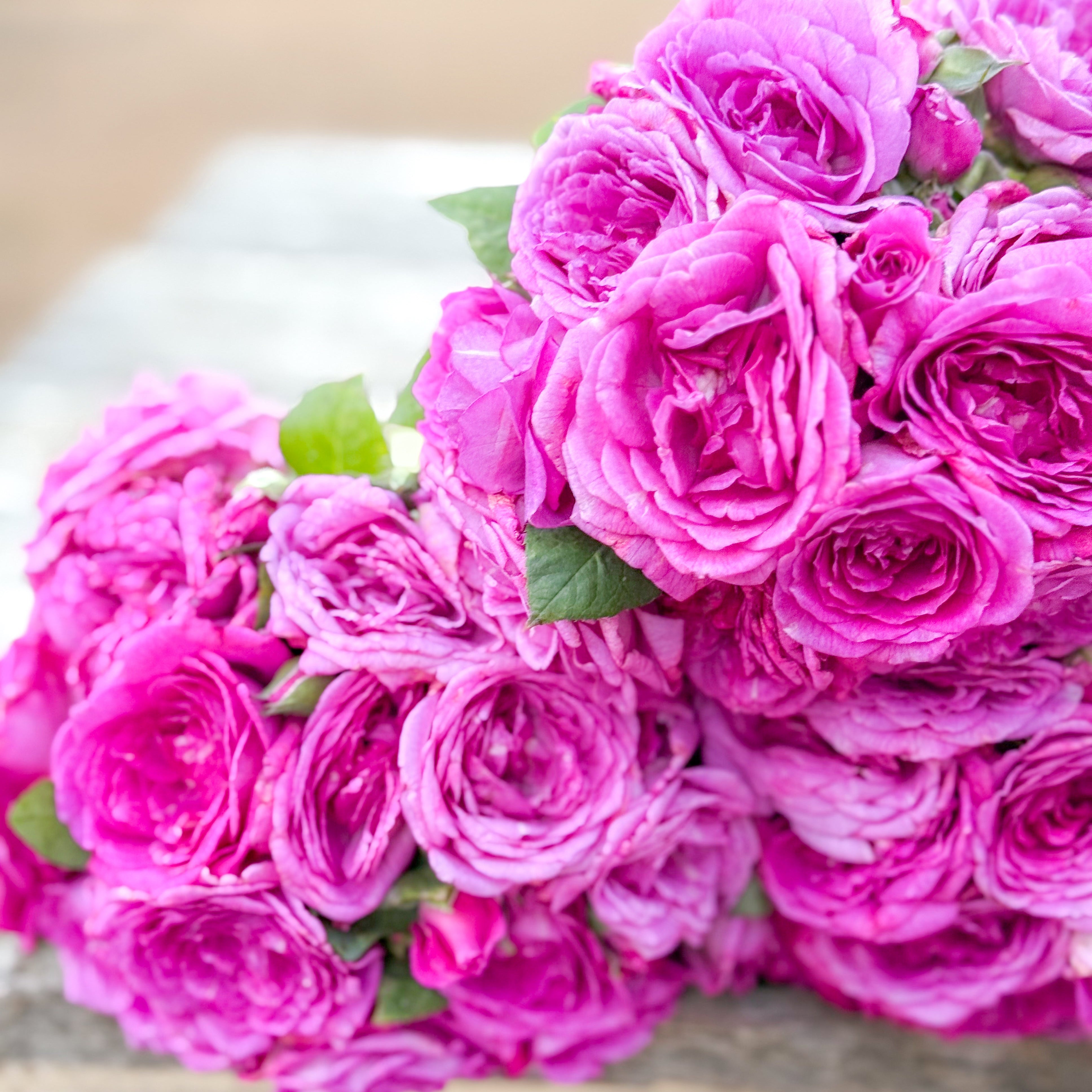 Life's Little Pleasures® Bare Root Rose Bush