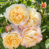 Life of the Party™ Bare Root Tree Rose