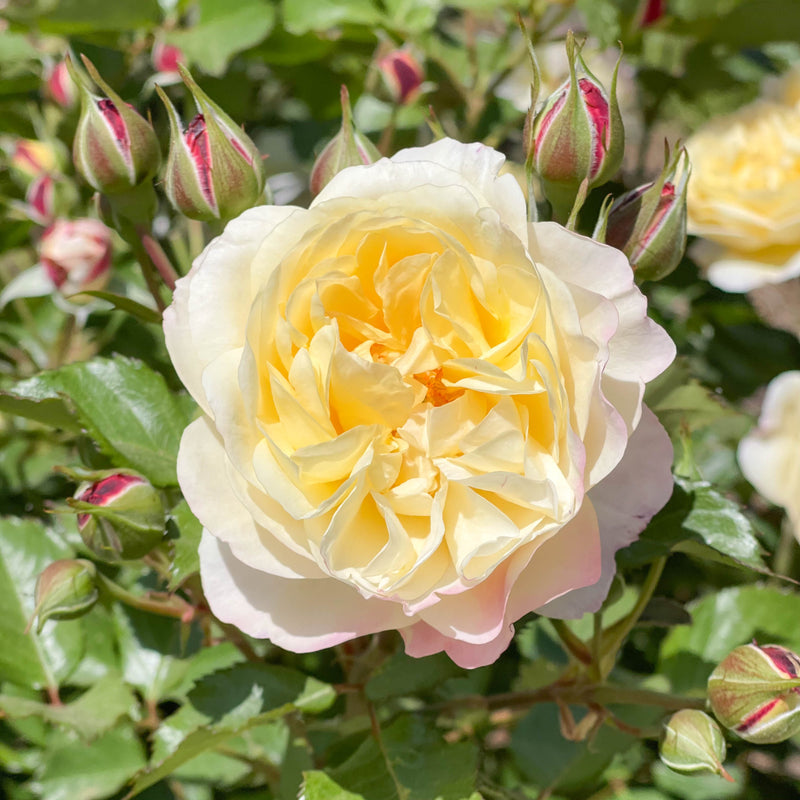 Life of the Party™ Bare Root Tree Rose