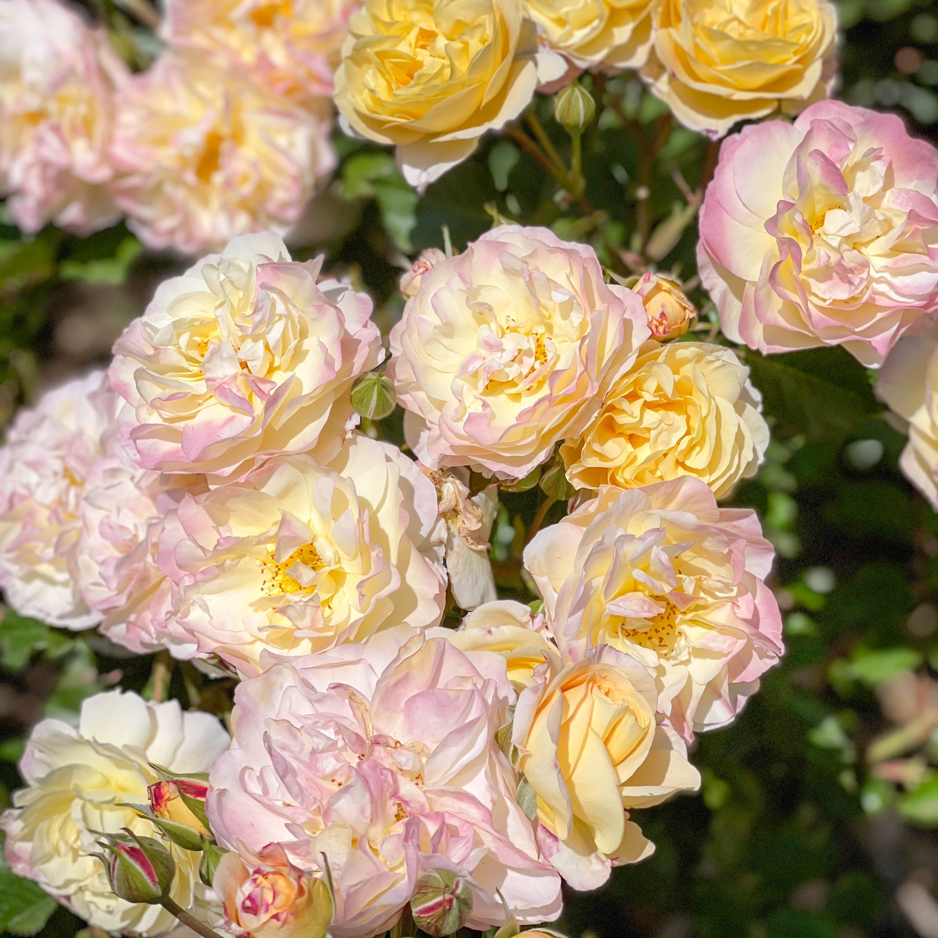 Life of the Party™ Potted Rose Bush