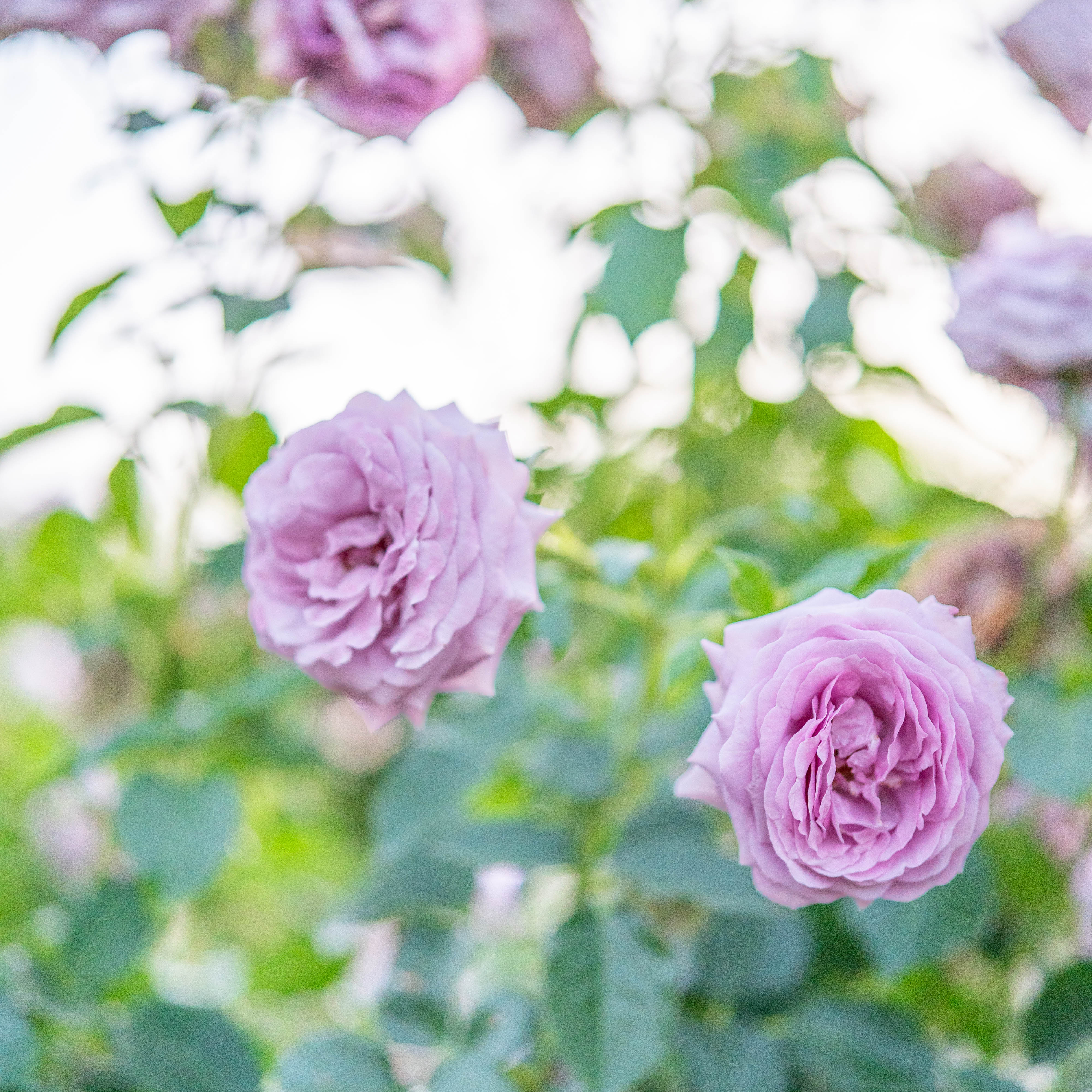 Love Song™ Potted Rose Bush