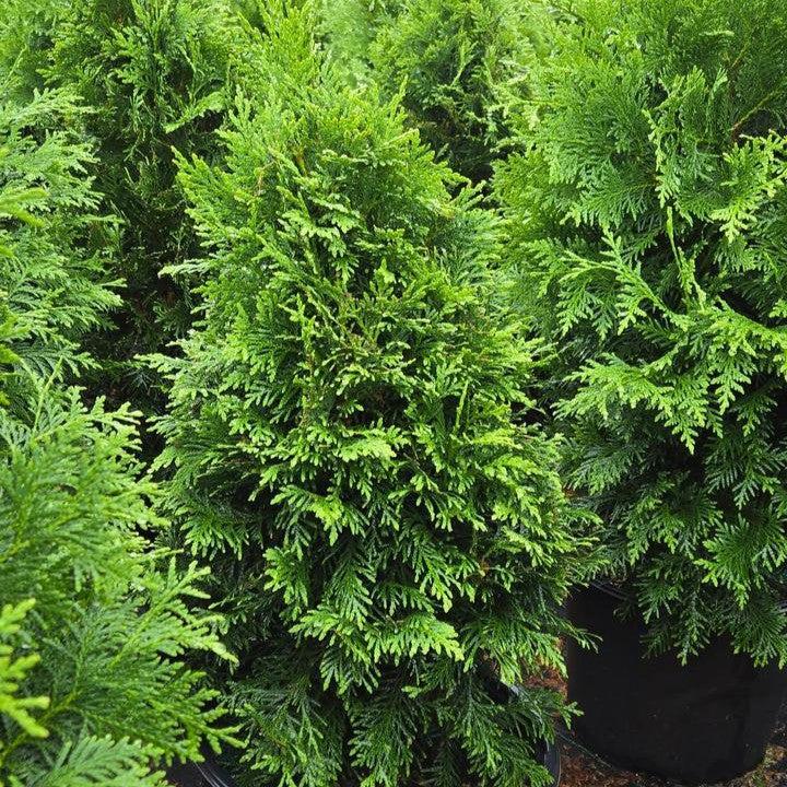 Proven Winners® Arborvitae Sasquatch™ Dark Green Potted Arborvitae