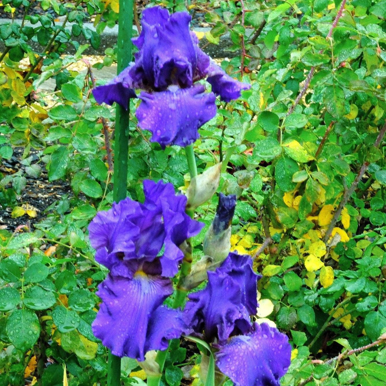 Iris His Royal Highness Bearded Potted Iris Plant