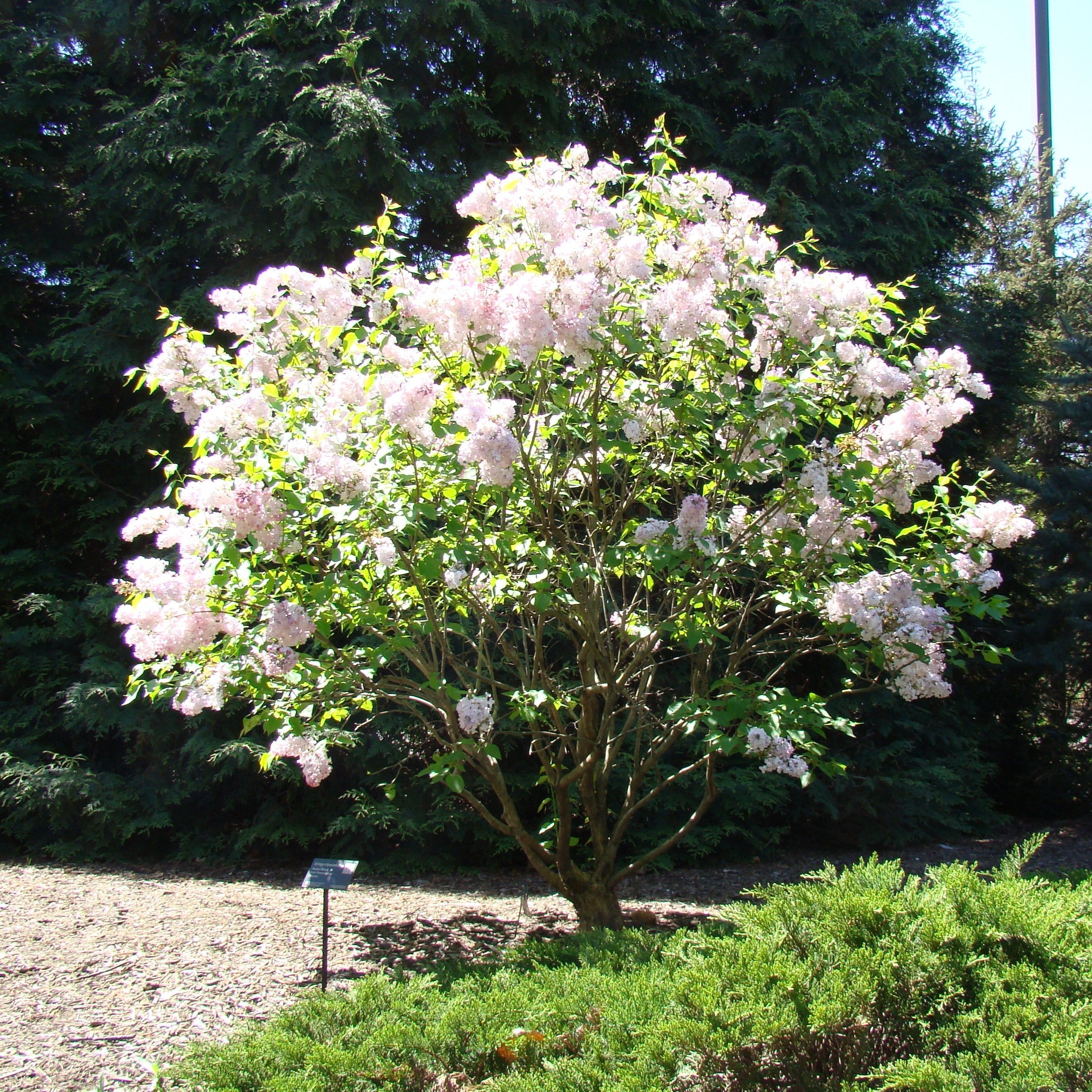 Lilac Maiden's Blush Potted Lilac Bush