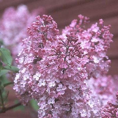Lilac Maiden's Blush Potted Lilac Bush