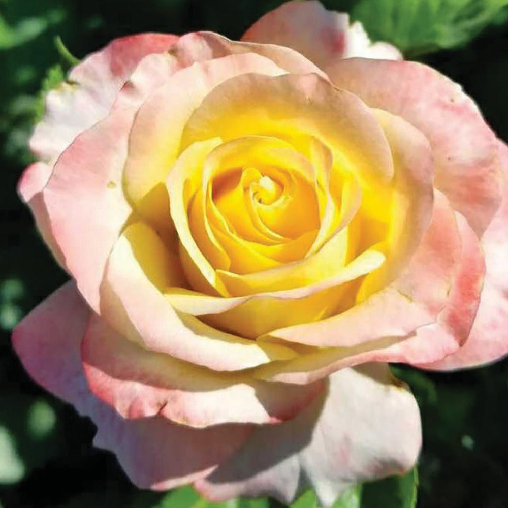 Make Me Blush Rose Bush