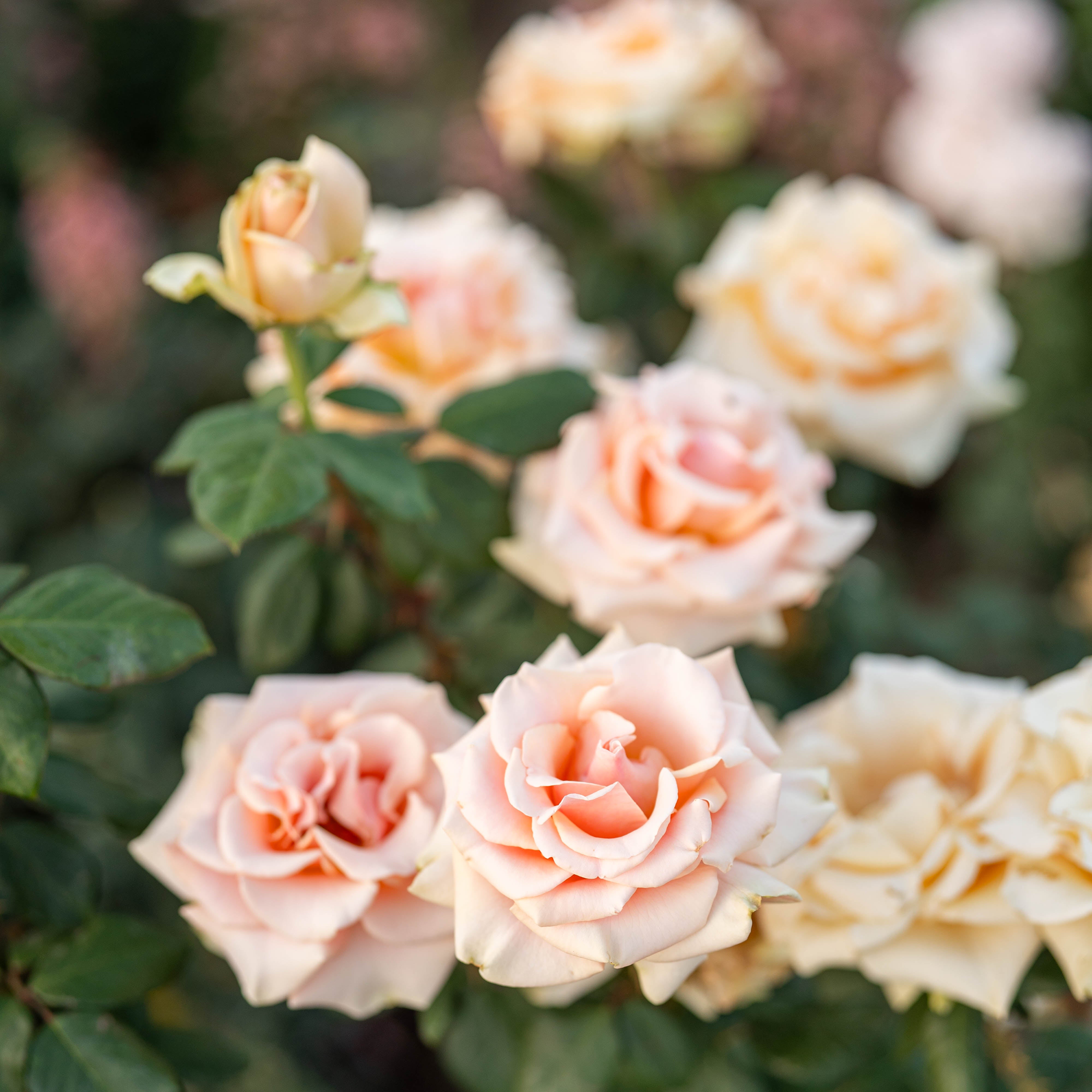 Marilyn Monroe™ Bare Root Rose Bush