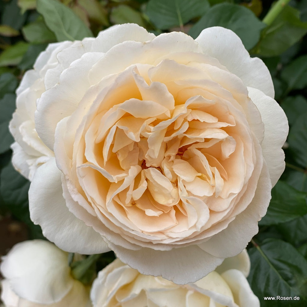 Wilhelmina-Grace™ Bare Root Rose Bush