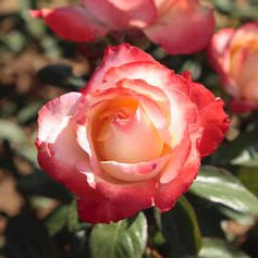 Mercury Rising™ Potted Rose Bush