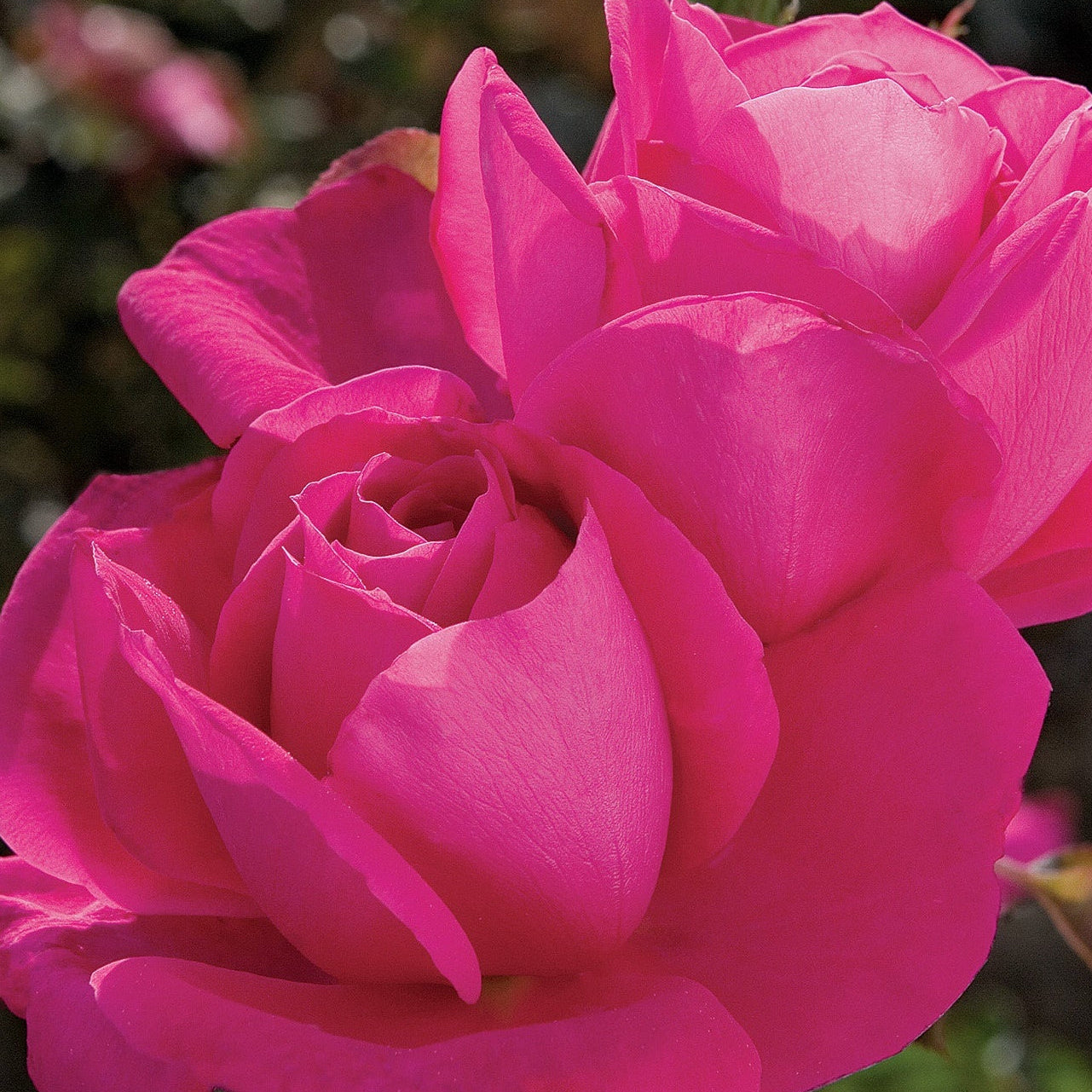 Miss All-American Beauty™ Potted Tree Rose
