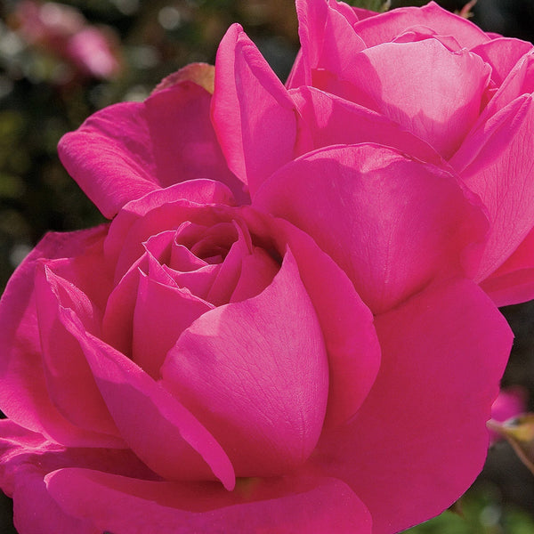 Miss All-American Beauty Potted Rose Bush