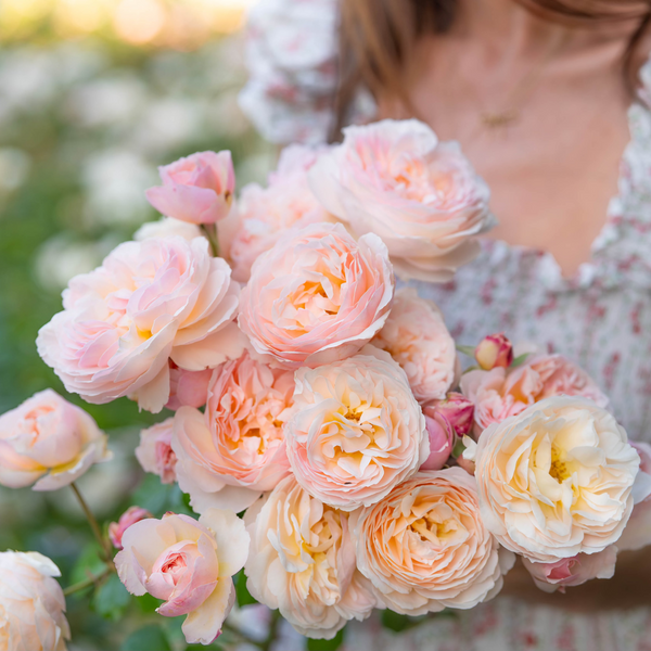 Moonlight in Paris™ Bare Root Rose Bush