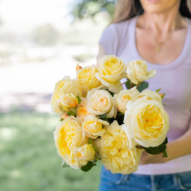 Romantica® Moonlight™  Bare Root Rose Bush