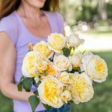 Romantica® Moonlight™  Bare Root Rose Bush