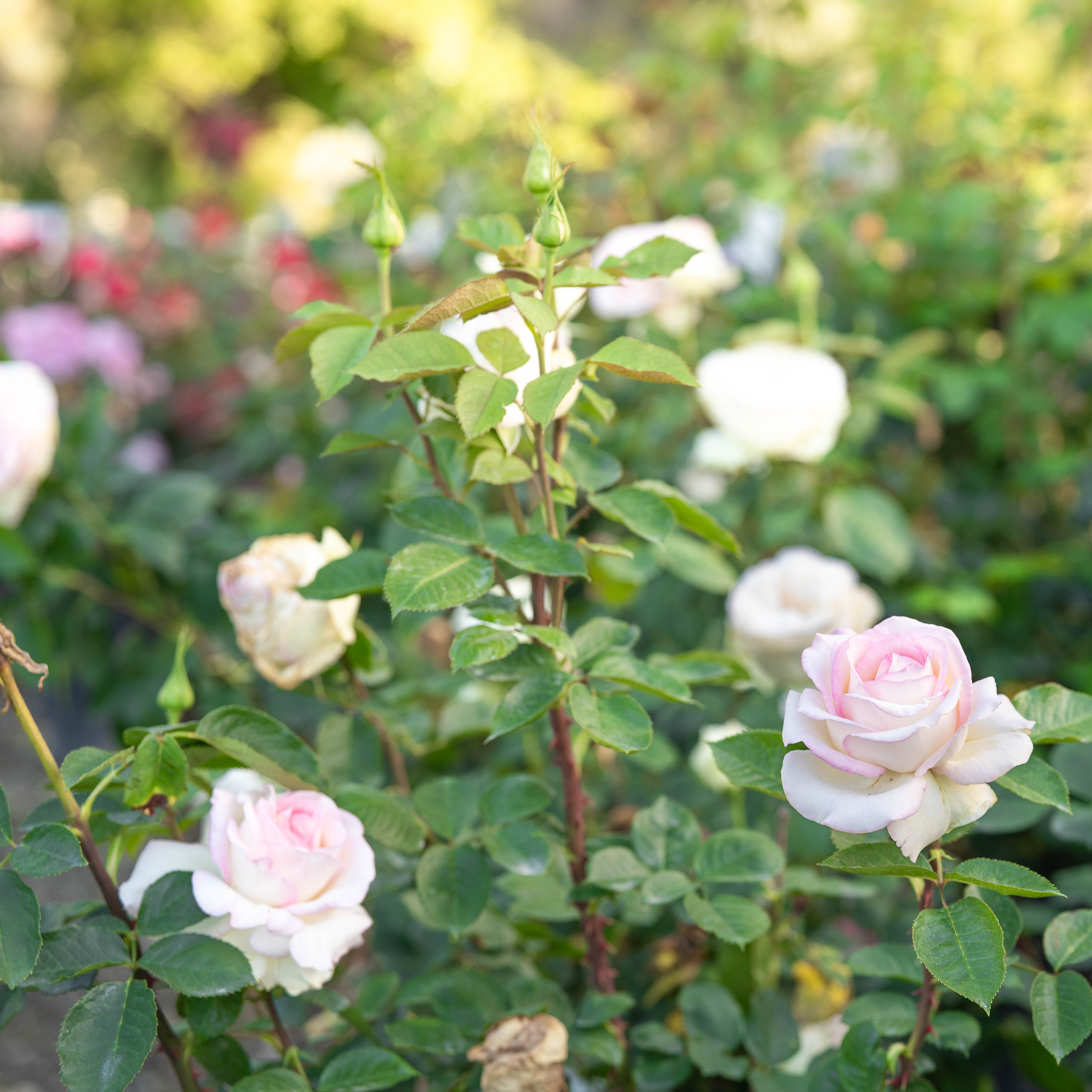 Moonstone® Bare Root Rose Bush