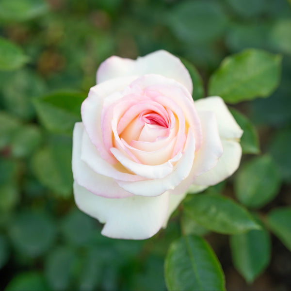 Moonstone® Potted Rose Bush