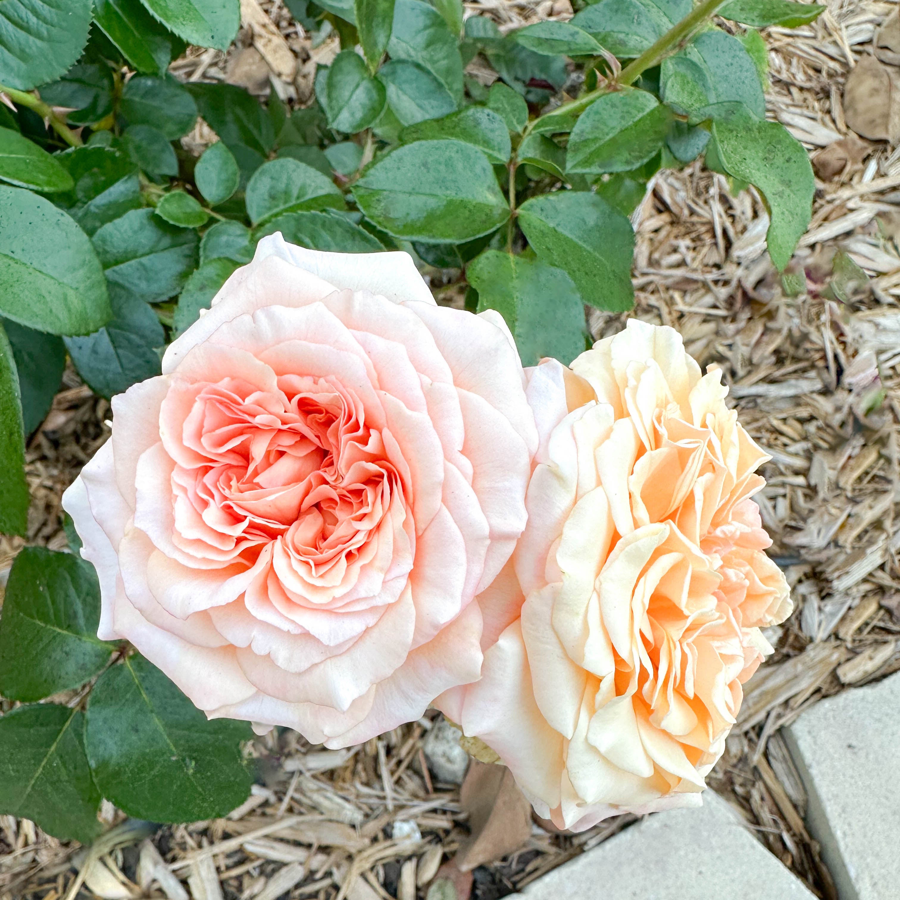 Morning Glow™ Potted Rose Bush