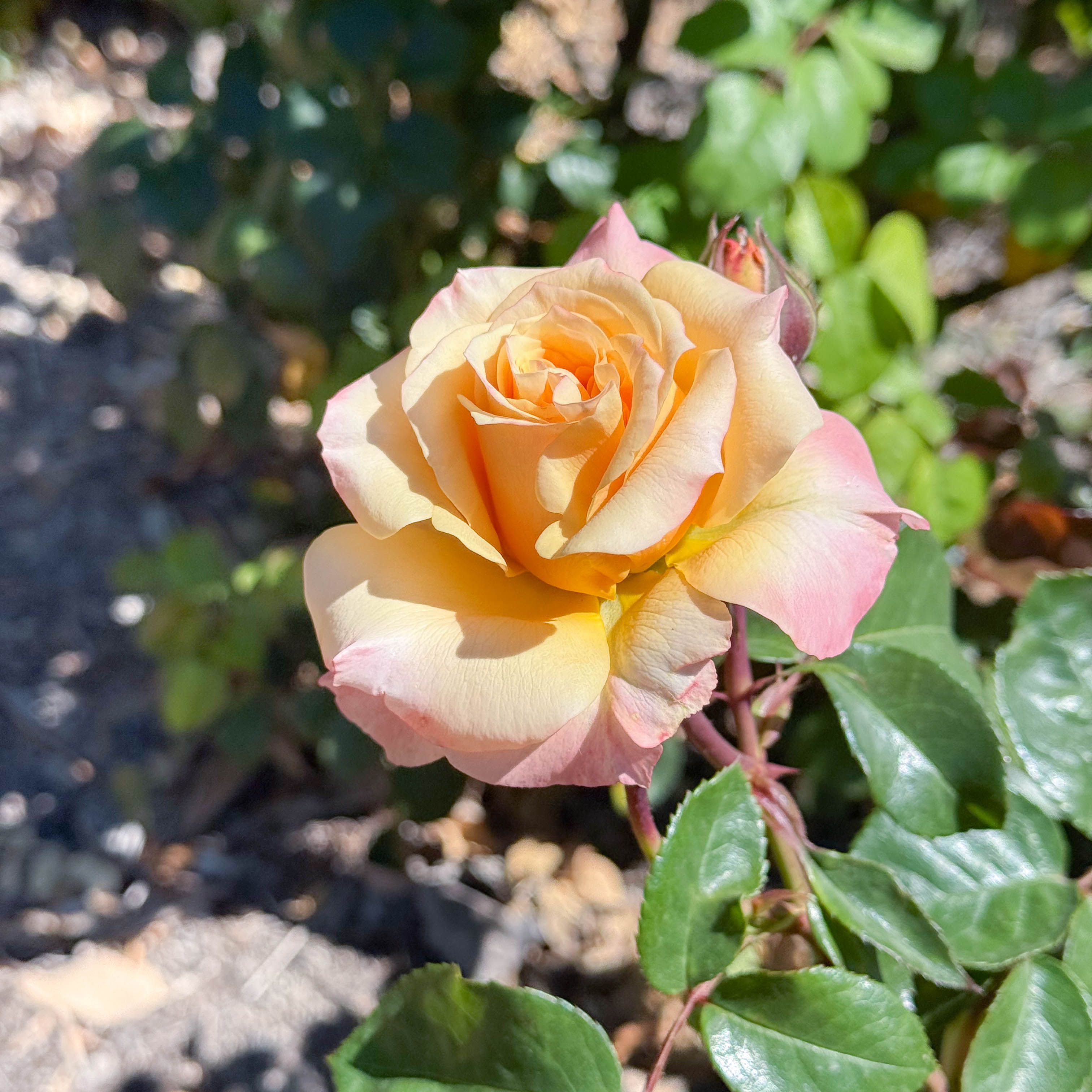 Morning Glow™ Bare Root Rose Bush