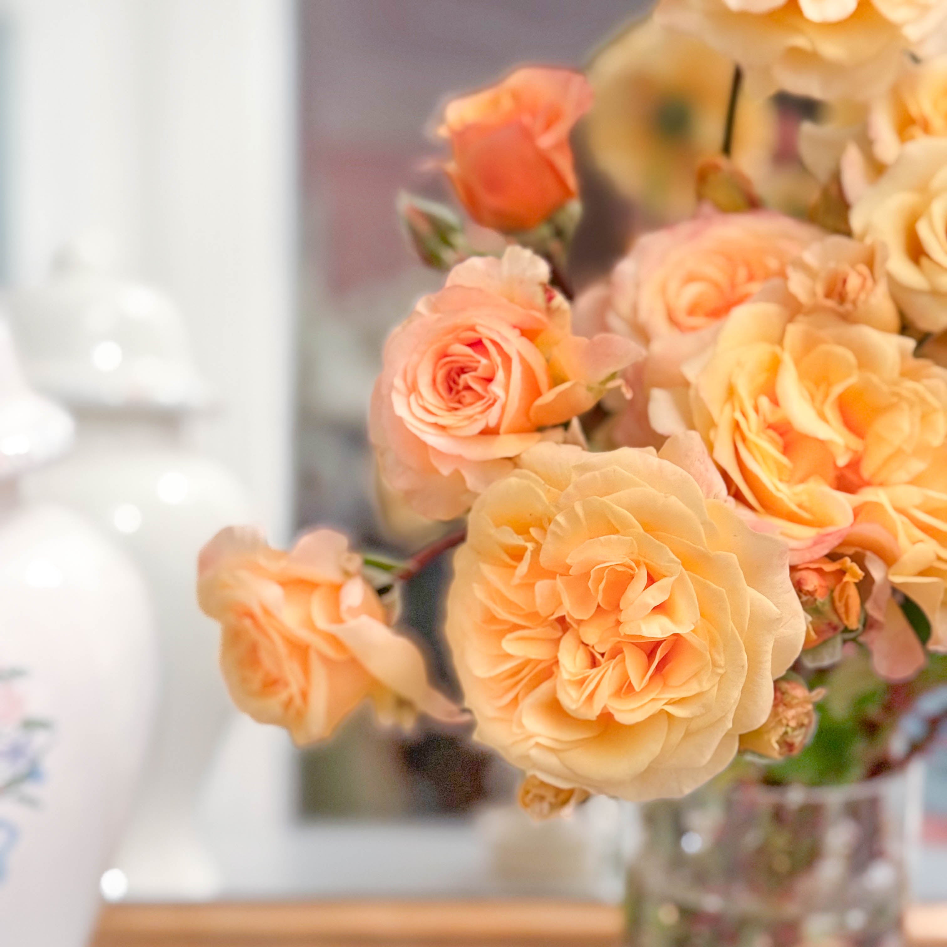 Morning Glow™ Bare Root Tree Rose