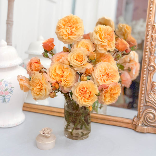 Morning Glow™ Bare Root Tree Rose