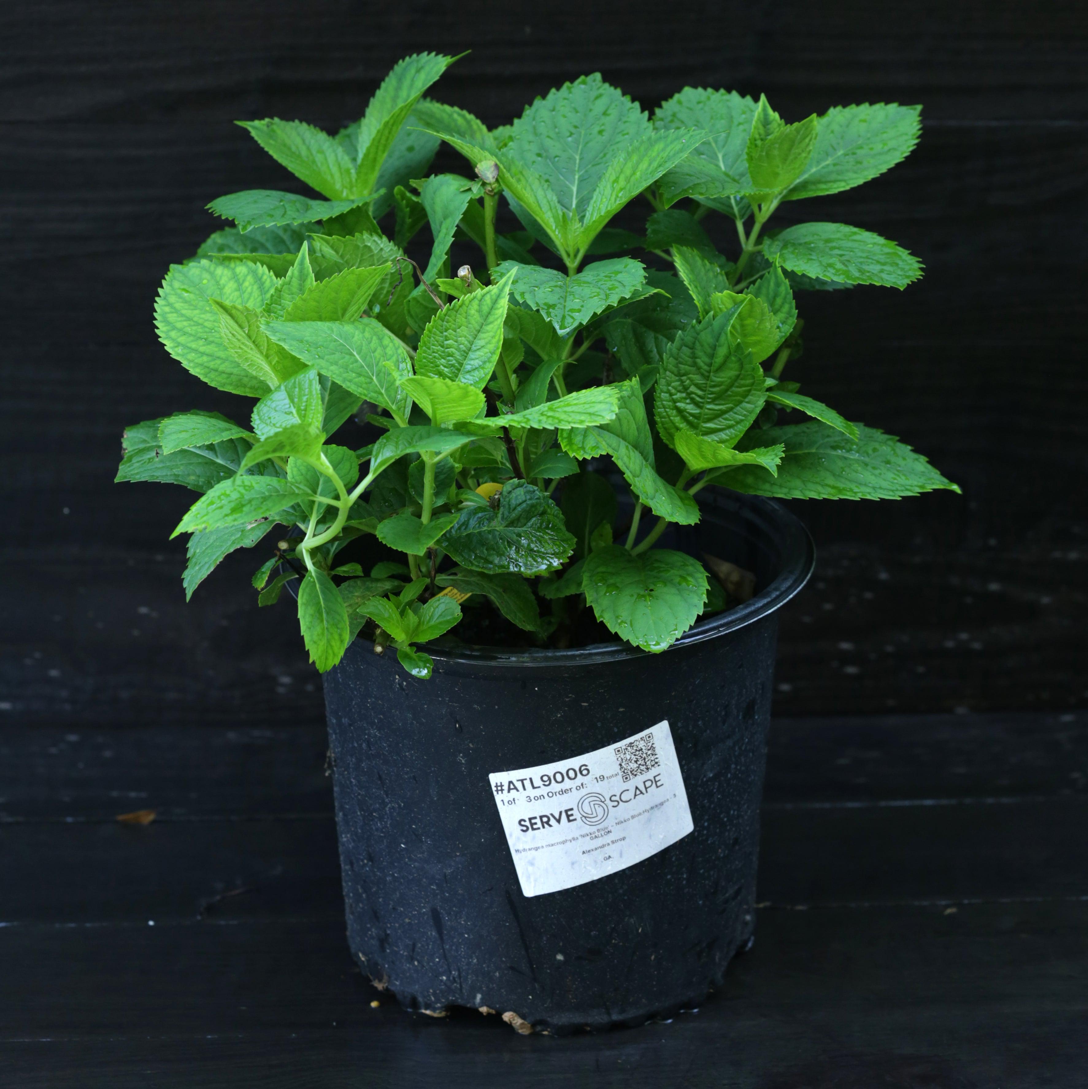 Hydrangea Nikko Blue Potted Hydrangea Plant