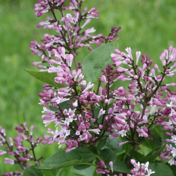 Lilac Baby Kim® Potted Lilac Bush