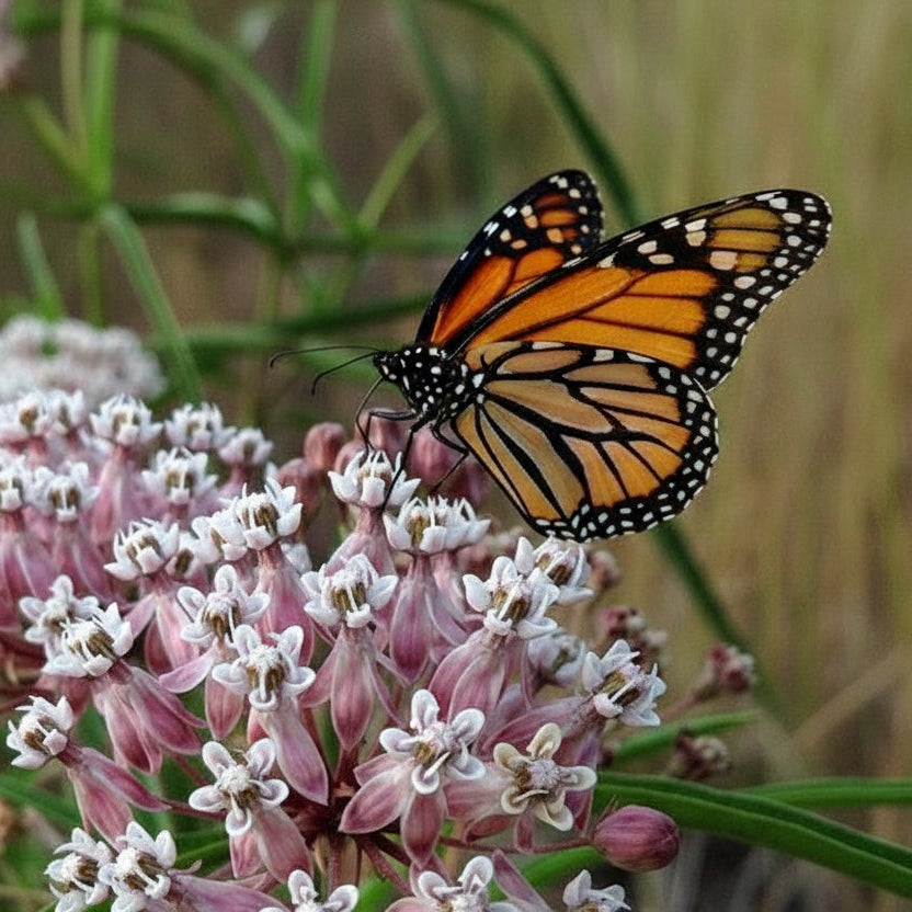 Narrowleaf Butterfly Weed Potted Plant