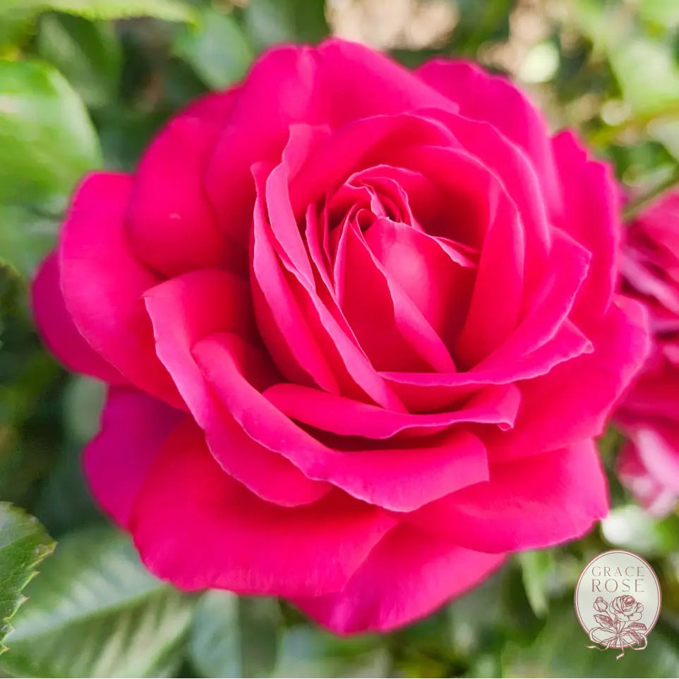 Nothing But Class Bare Root Rose Bush