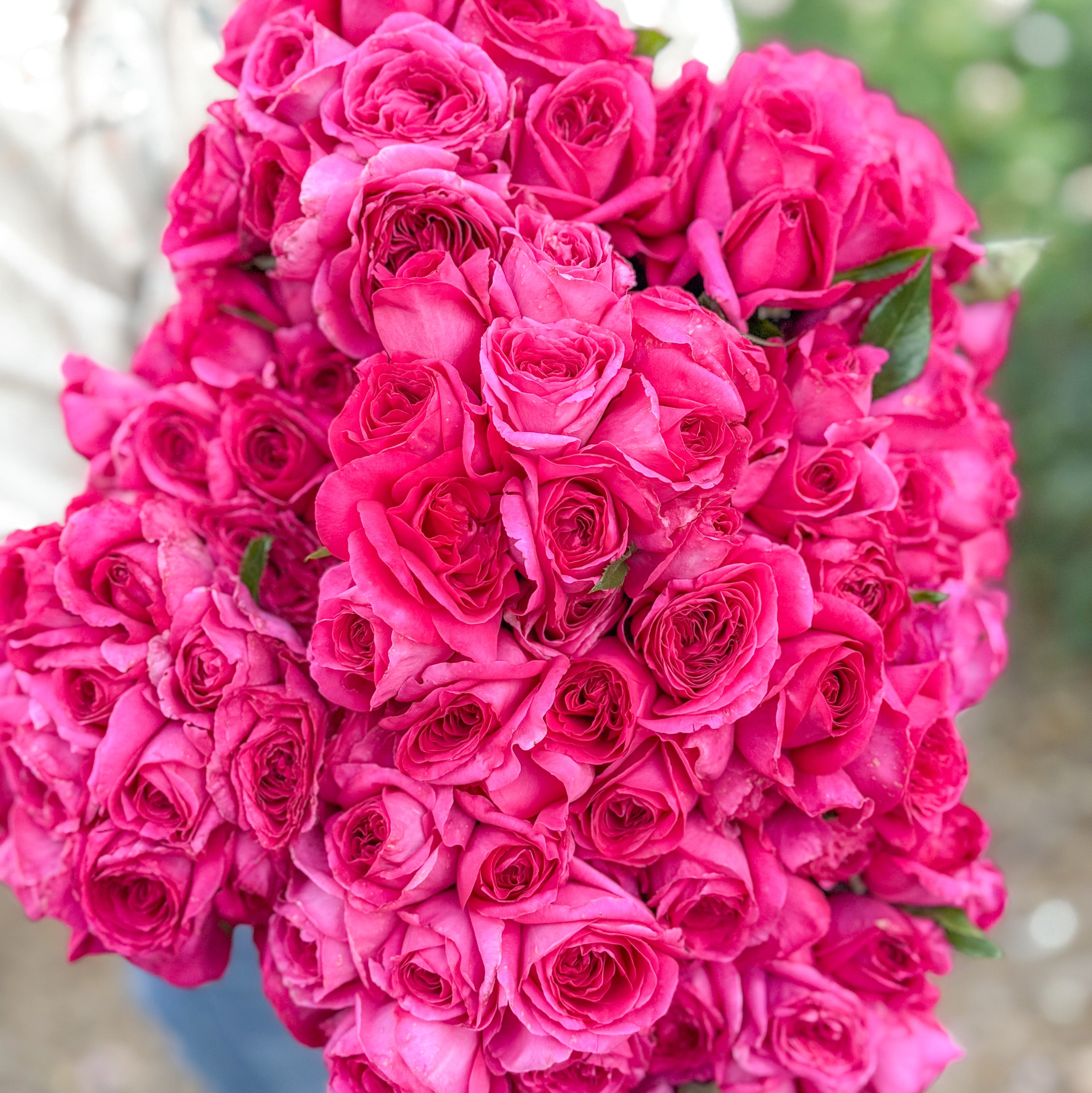 Nothing But Class™ Potted Rose Bush