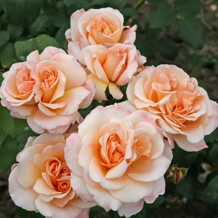 Eleganza® Oh Happy Day™  Bare Root Rose Bush