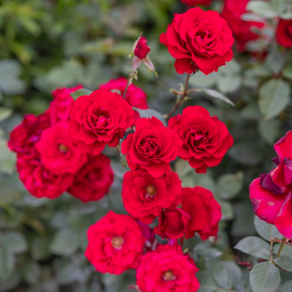 Oh My!® Bare Root Rose Bush