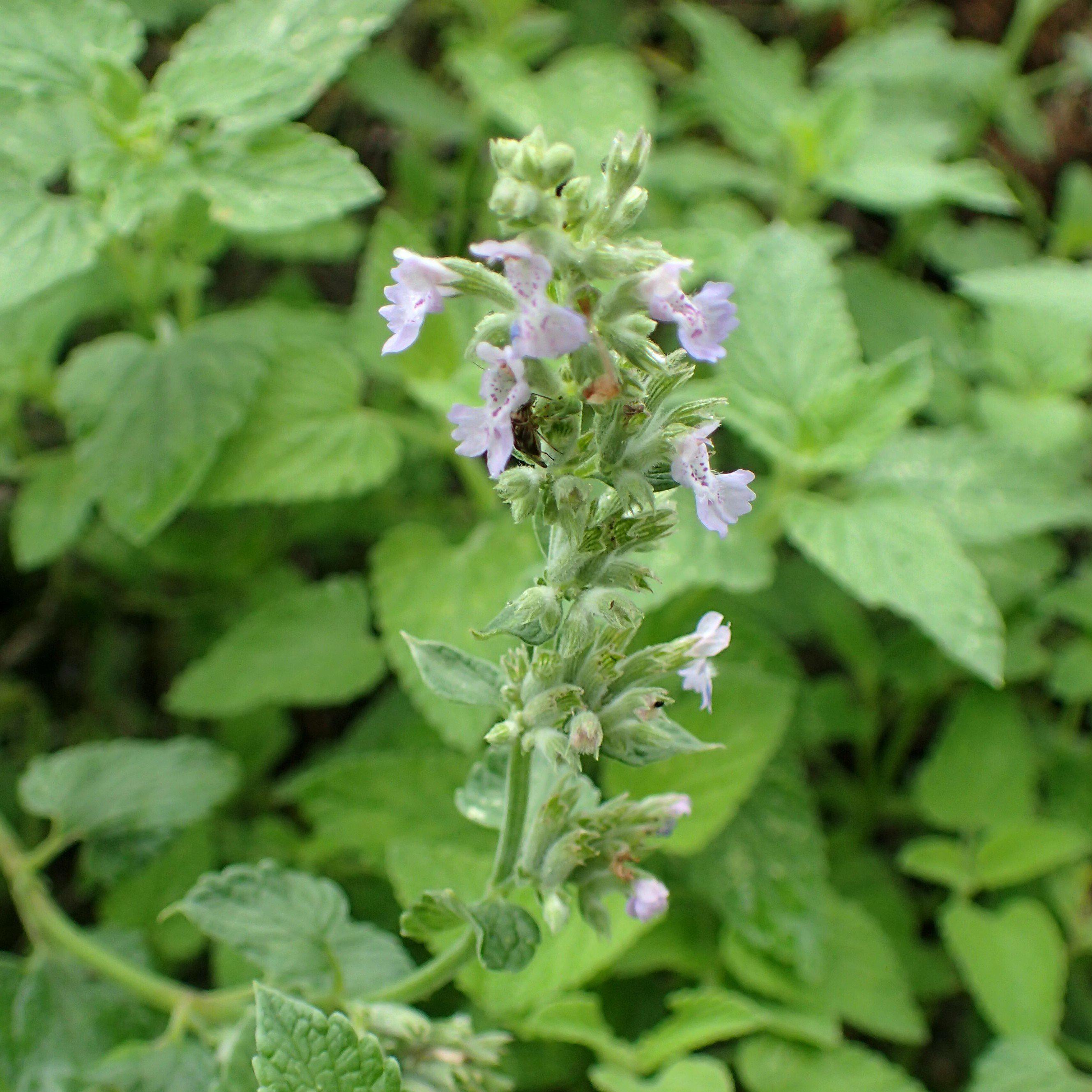 Catmint  Blue Wonder Potted Catmint Plant