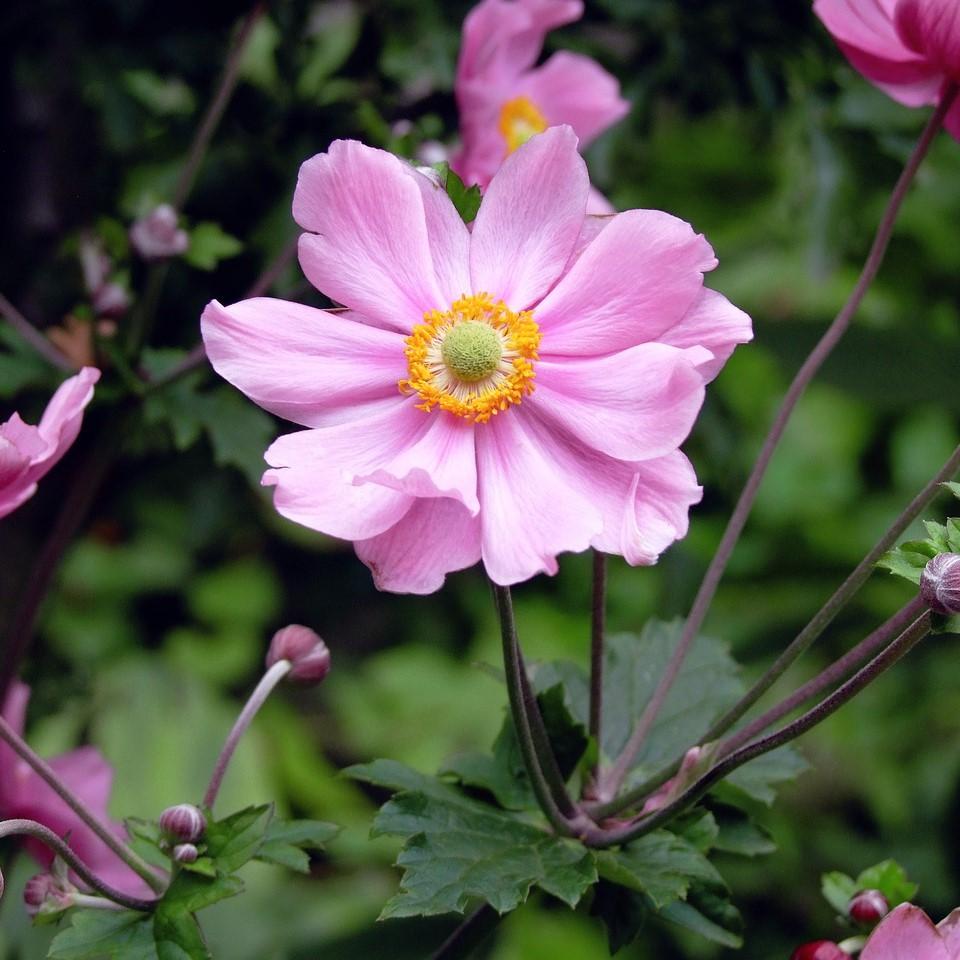 Anemone  'Pocahontas' Potted Anemone Plant