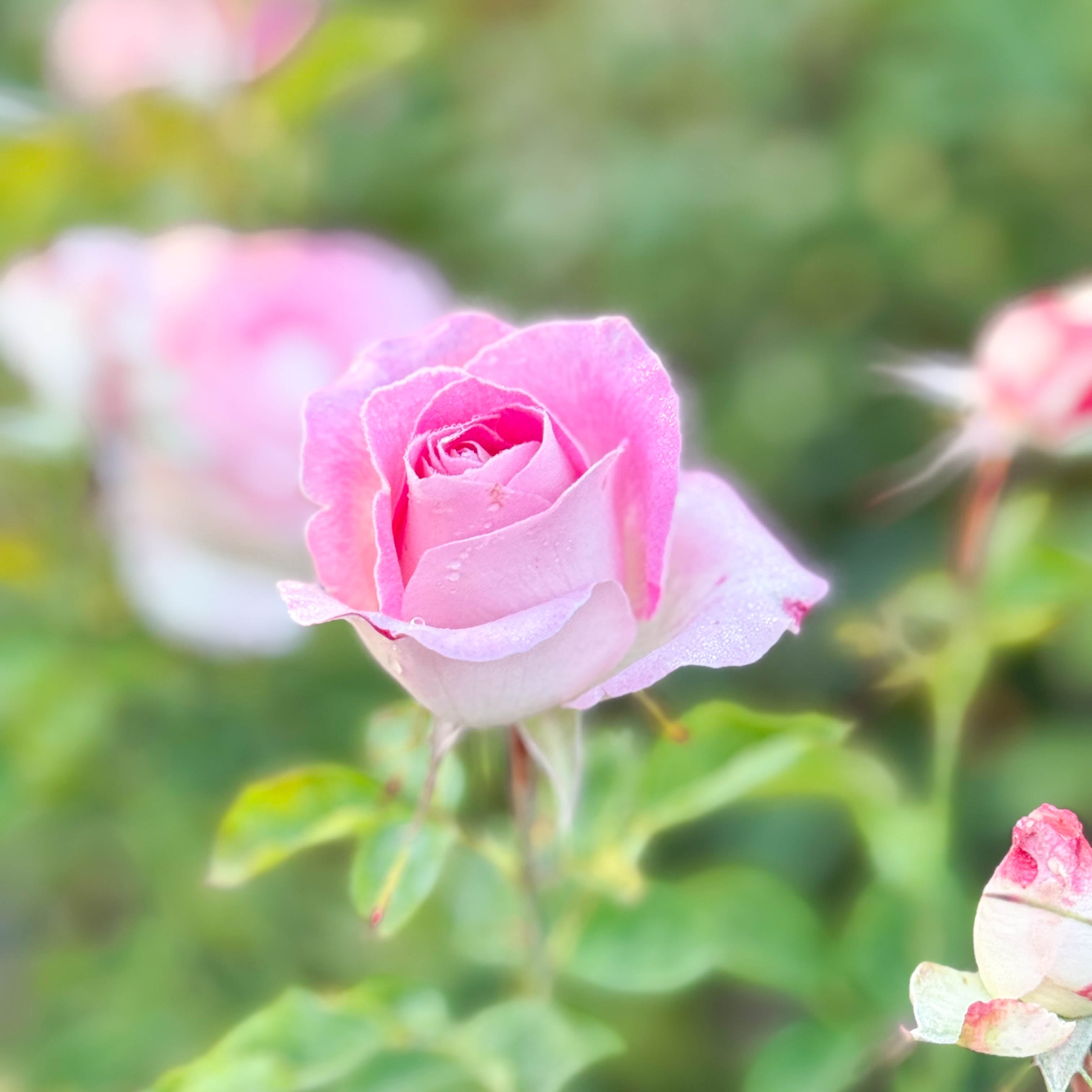 Painted Porcelain™ Potted Tree Rose