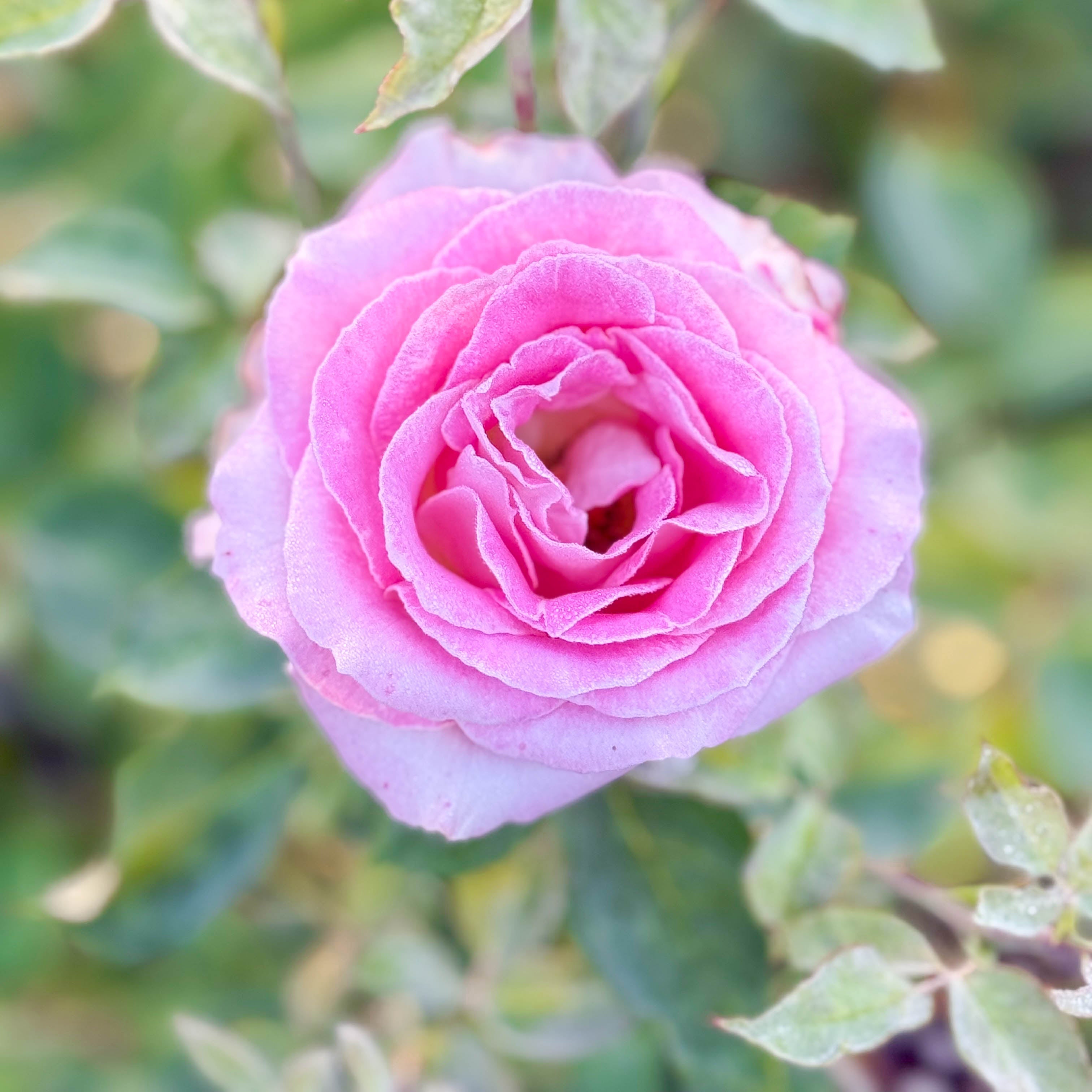 Painted Porcelain™ Potted Tree Rose