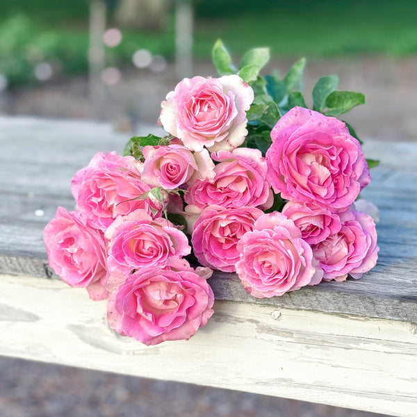 Painted Porcelain™ Bare Root Tree Rose