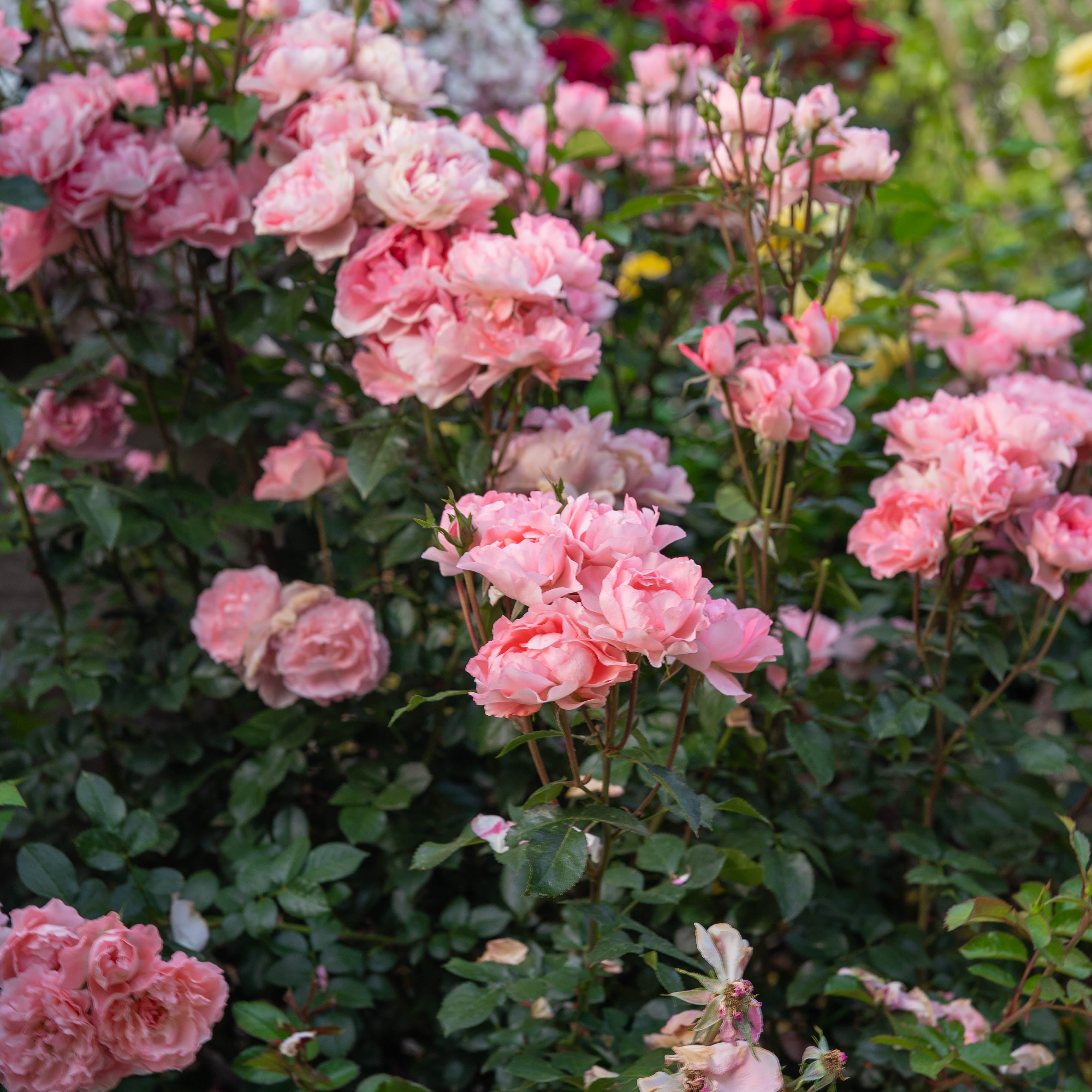 Passionate Kisses®   Bare Root Rose Bush